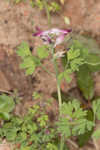 Ramping fumitory